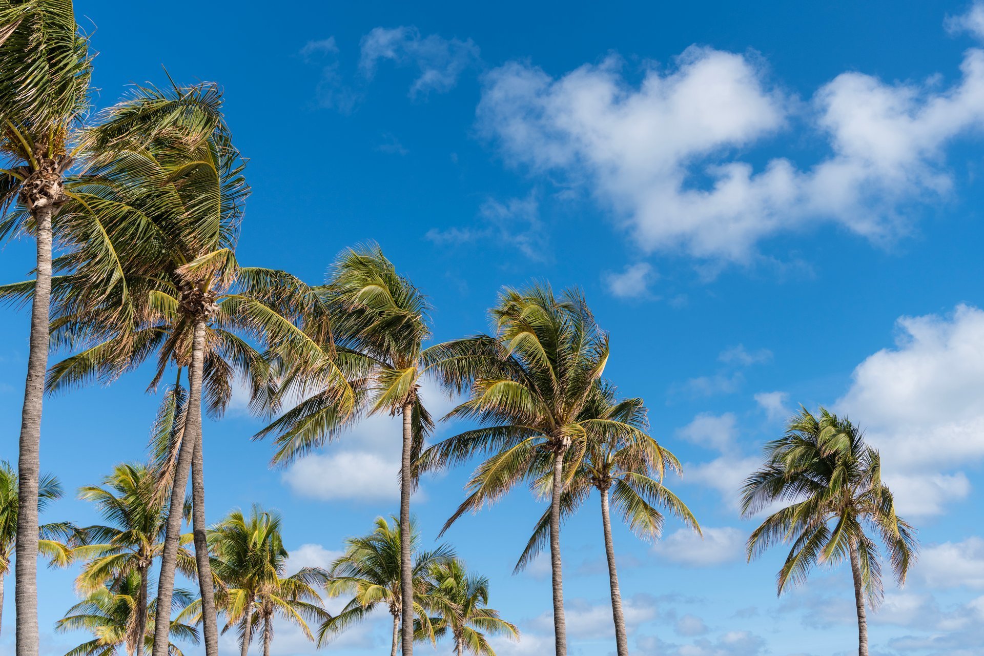 Tropical beach in Miami with palm trees under blue sky